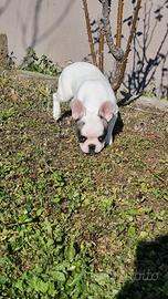 Buldog francese