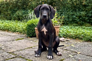 cucciolo alano
