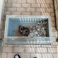 Vasca per tartarughe 