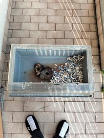 Vasca per tartarughe 