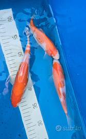 Carpe koi kohaku e red karashigoi