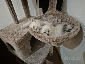 Gatto siberiano