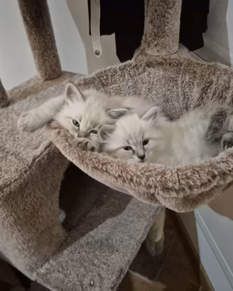 Gatto siberiano