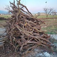 Piante di vite per hobbystica