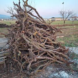 Piante di vite per hobbystica