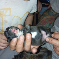 Cuccioli di America Staffordshire terrier