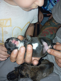 Cuccioli di America Staffordshire terrier