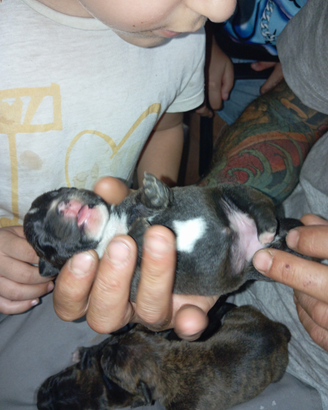 Cuccioli di America Staffordshire terrier