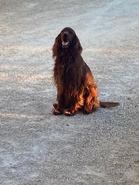 setter olandese 