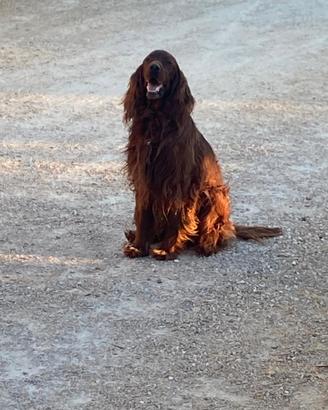 setter olandese 