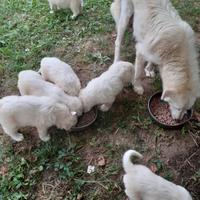 Cuccioli pastore maremmano