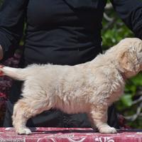 CUCCIOLI Golden Retriever