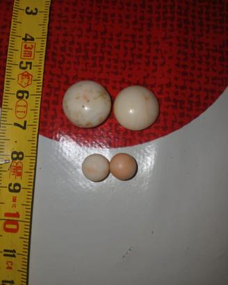 Corallo antico