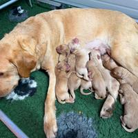 Labrador linea inglese