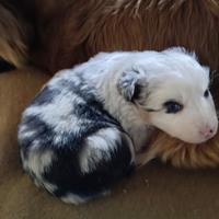 Australian Shepherd cuccioli