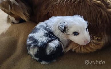 Australian Shepherd cuccioli