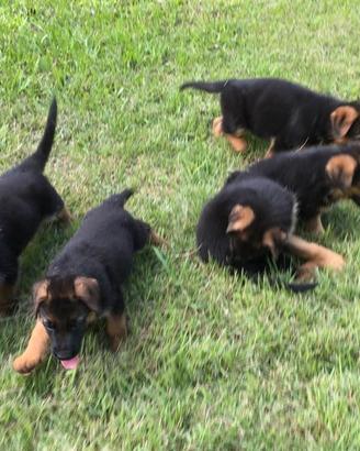 Cuccioli di pastore tedesco