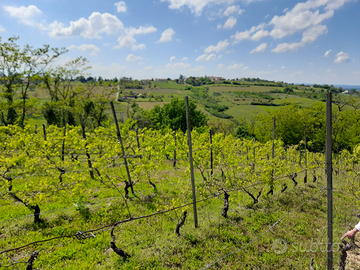 Terreno con Vigna DOC e bosco