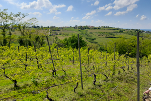 Terreno con Vigna DOC e bosco
