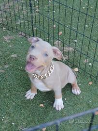 Pitbull Tricolor