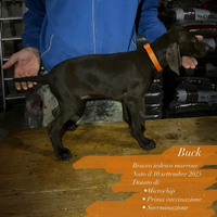 Cuccioli di bracco tedesco