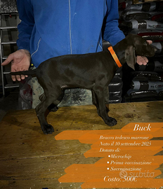 Cuccioli di bracco tedesco