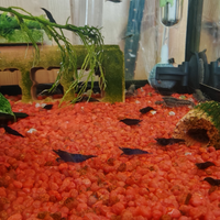 Neocaridine o Caridine davidi Blue Dream