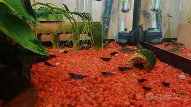 Neocaridine o Caridine davidi Blue Dream