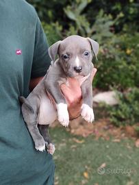Pitbull tricolor e blue nose