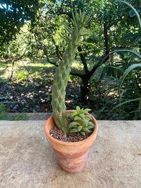 Piante grasse, cactus