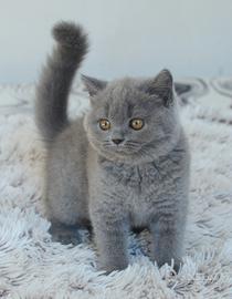 Scottish fold straight