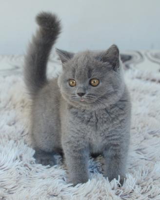 Scottish fold straight