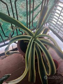 agave americana