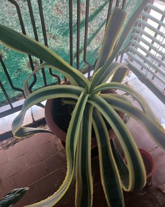 agave americana