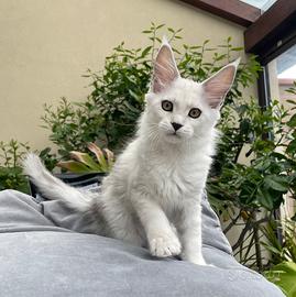 Trilli cucciola shaded