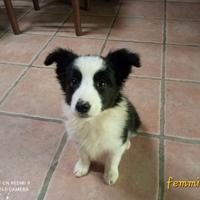 Border collie