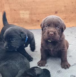 Labrador r.m