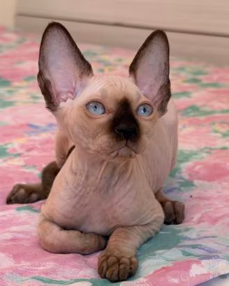 Cuccioli pura razza Canadian Sphynx