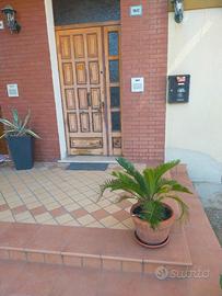 Arredo