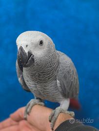 Pappagallo cenerino coda rosaa