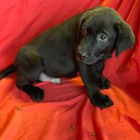 Labrador neri e miele