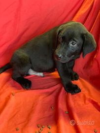 Labrador neri e miele