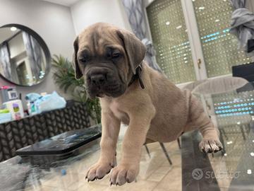 Cucciola cane corso