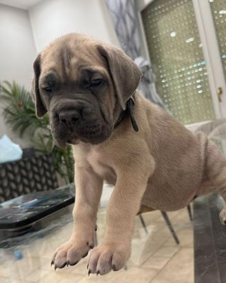 Cucciola cane corso