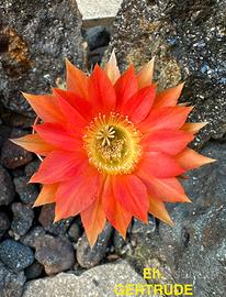 Echinopsis GERTRUDE