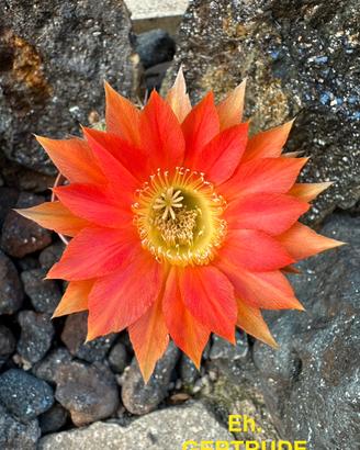 Echinopsis GERTRUDE