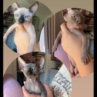 Cuccioli Sphynx