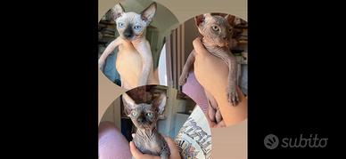 Cuccioli Sphynx