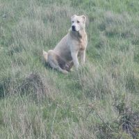 Pastore Dell Asia centrale