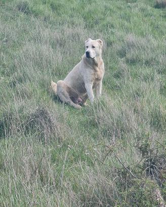 Pastore Dell Asia centrale